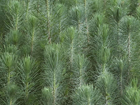 Pinus halepensis